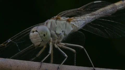 Dragonfly moves its head Vidéo 247042727