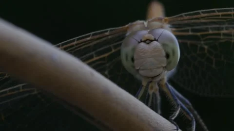 Dragonfly moves its head Stock Footage 247042760