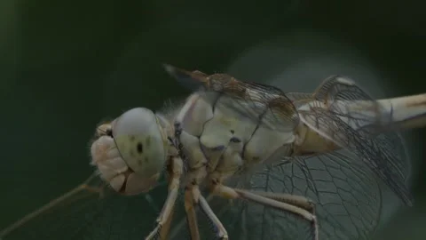 Dragonfly moving Vidéo 247042667