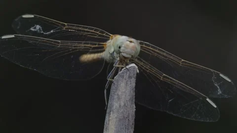 Dragonfly moving Stock Footage 247042762