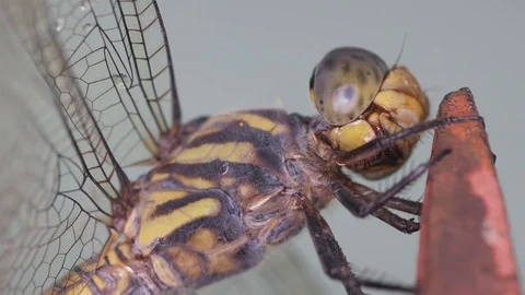 Dragonfly moving its head Stock Footage 79856667