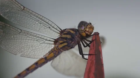 Dragonfly moving its month on the pole Stock Footage 79856387