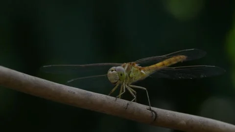 Dragonfly moving wings Stock Footage 247042456