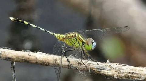 Dragonfly in nature Stock-Footage 67616492