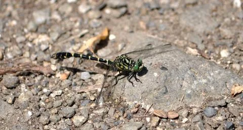 Dragonfly in nature Stock Photos