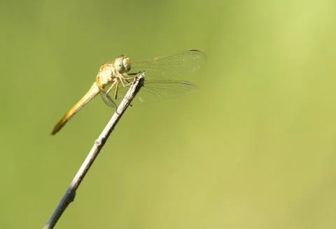 Dragonfly in nature Stock Photos