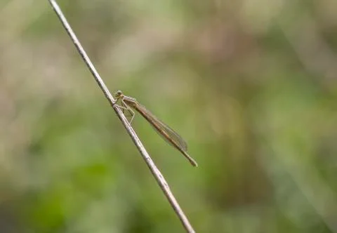 Dragonfly in nature Stock Photos