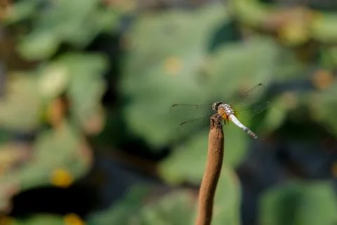 Dragonfly in the nature Stock Photos