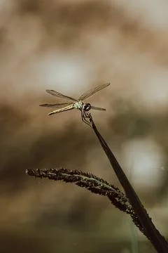 A dragonfly in the nature Stock Photos