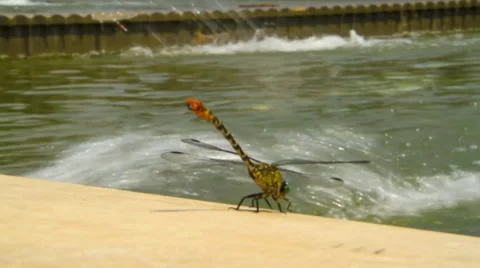 Dragonfly near water Stock-Footage 39737609
