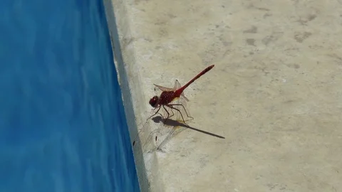 Dragonfly Next To A Swimming Pool Stock Footage 96075825