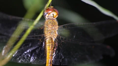 Dragonfly night Stock Footage 56427127