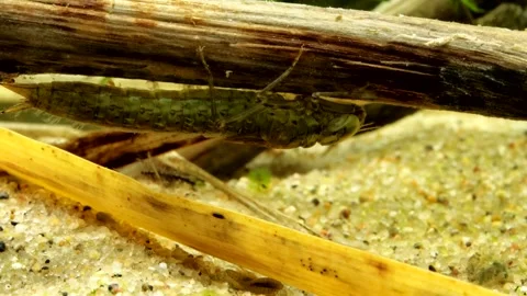 Dragonfly nymph (Aeshna juncea) underwater  Video stock 308470678