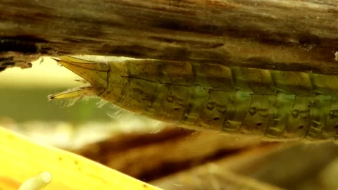 Dragonfly nymph (Aeshna juncea) underwater  Video stock 308470691