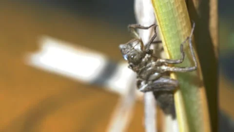 Dragonfly Nymph Husk Stock Footage 143560819