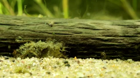 Dragonfly Nymph (Libellulidae) underwater Video stock 303587726