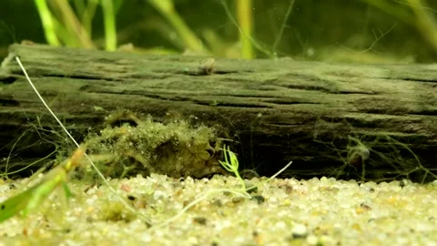 Dragonfly Nymph (Libellulidae) underwater Video stock 303587743