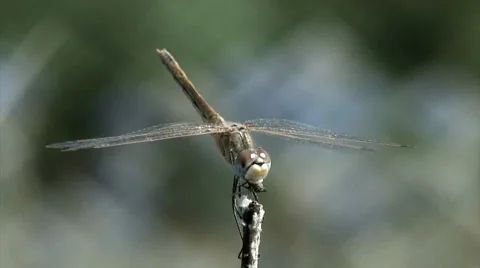Dragonfly (Odonata) 動画素材 48579095