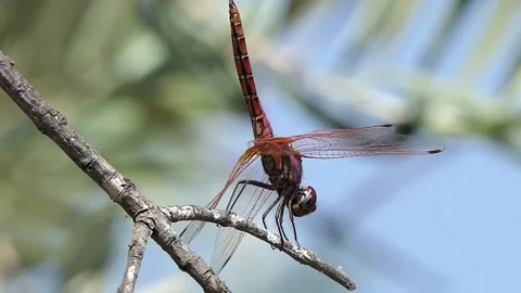 Dragonfly (Odonata) Stock Footage 158012518