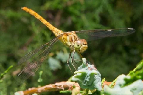 Dragonfly (Odonata) Stock Photos