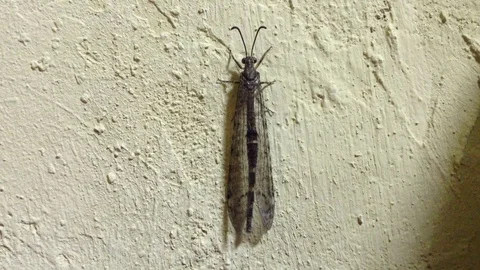 Dragonfly Odonata sits on a red surface and flaps its wings close Macro 2 Stock Footage 104831855