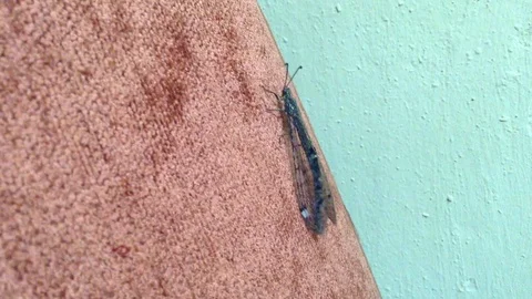 Dragonfly Odonata sits on a red surface and flaps its wings close Macro 4 Stock Footage 104831981