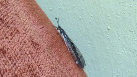 Dragonfly Odonata sits on a red surface and flaps its wings close Macro 3 Stock Footage 104832040