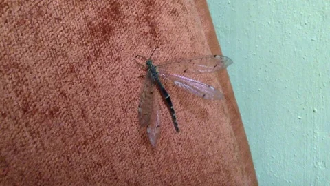Dragonfly Odonata sits on a red surface and flaps its wings close Macro Stock Footage 104832149