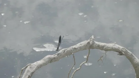 Dragonfly or anisoptera standing on tree branch Stock Footage 166458595