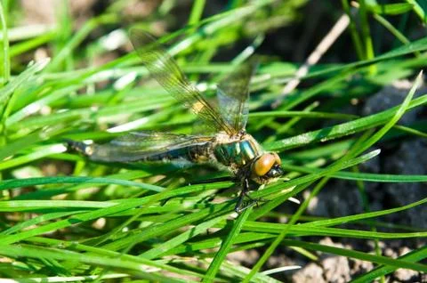 Dragonfly Outdoor Stock Photos