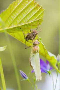 A dragonfly outside in the garden on a leaf Stock Photos