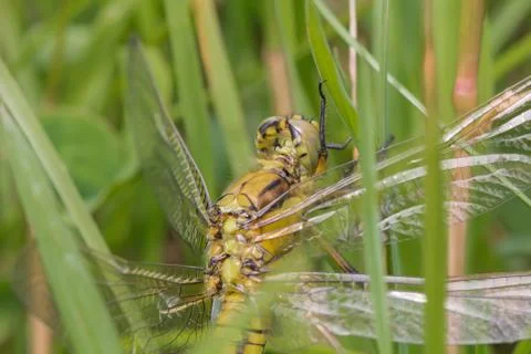 A dragonfly outside in the garden on a leaf Foto stock