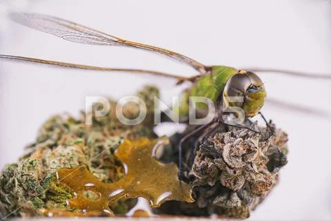 Dragonfly over cannabis buds and shatter isolated over white Stock Photos