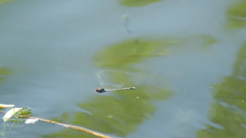 Dragonfly over the lake 库存影片 91178169