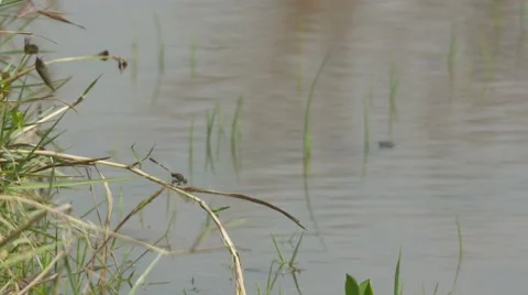 Dragonfly over the pond Stock Footage 60576638