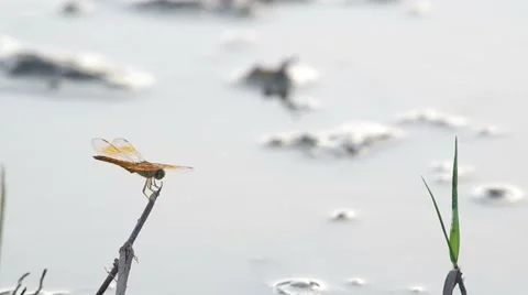 Dragonfly in the paddy field in the evening Stock Footage 51719771