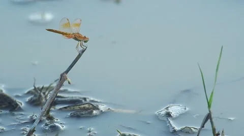Dragonfly in the paddy field Video stock 51719976