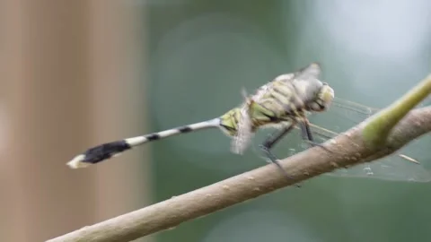 A dragonfly parched Stock Footage 319997668