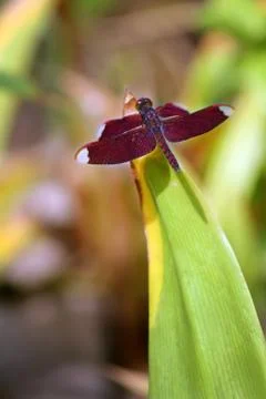 A dragonfly with a pattern on its wings sits at the end of a parting Stock Photos