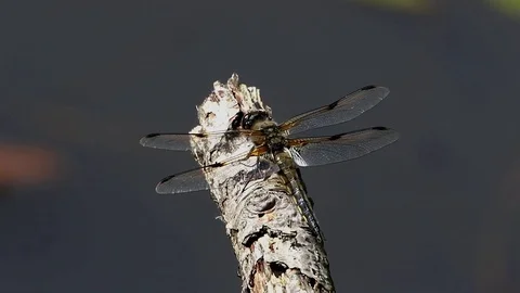 Dragonfly on Perch. Video stock 125642631