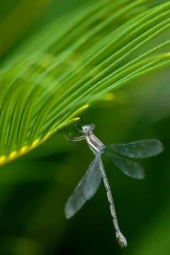 Dragonfly Perch 스톡 사진