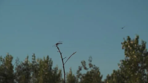 Dragonfly Perched on Bare Branch Against Blue Sky Vidéo 341461050