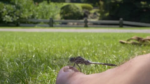 Dragonfly Perched On The Big Toe Of A Person Video stock 337388664