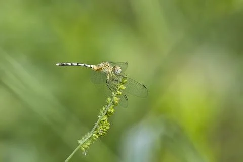Dragonfly perched with blurry background Stock Photos