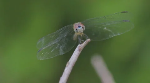 Dragonfly Perched on a Branch Stock Footage 1013602