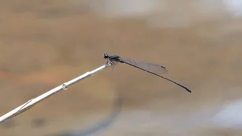 Dragonfly perched on branch Video stock 106122186