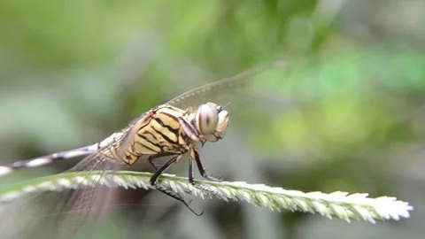 A dragonfly perched on a branch Stock Footage 140495437