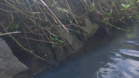 A dragonfly perched on a branch Stock Footage 197051693