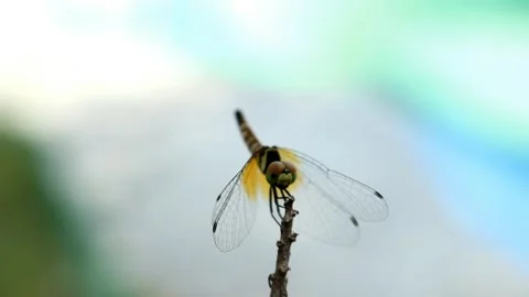 A dragonfly perched on a branch Stock Footage 280895509