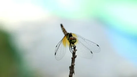 A dragonfly perched on a branch Stock Footage 280895510
